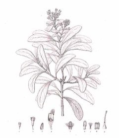 Santalum freycinetianum Lanai Sandalwood, Hawaiian Sandalwood Santalum freycinetianum Lanai Sandalwood, Hawaiian Sandalwood